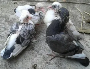 Masha'Allah Sale Post: Native Pigeon Chicks at the Lowest Price