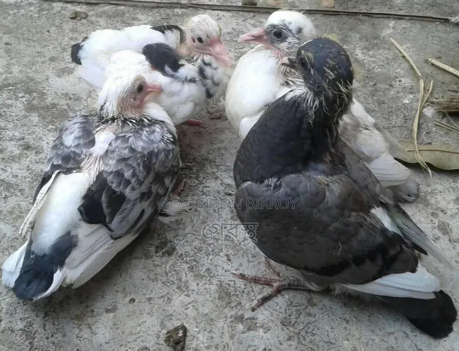 Masha'Allah Sale Post: Native Pigeon Chicks at the Lowest Price