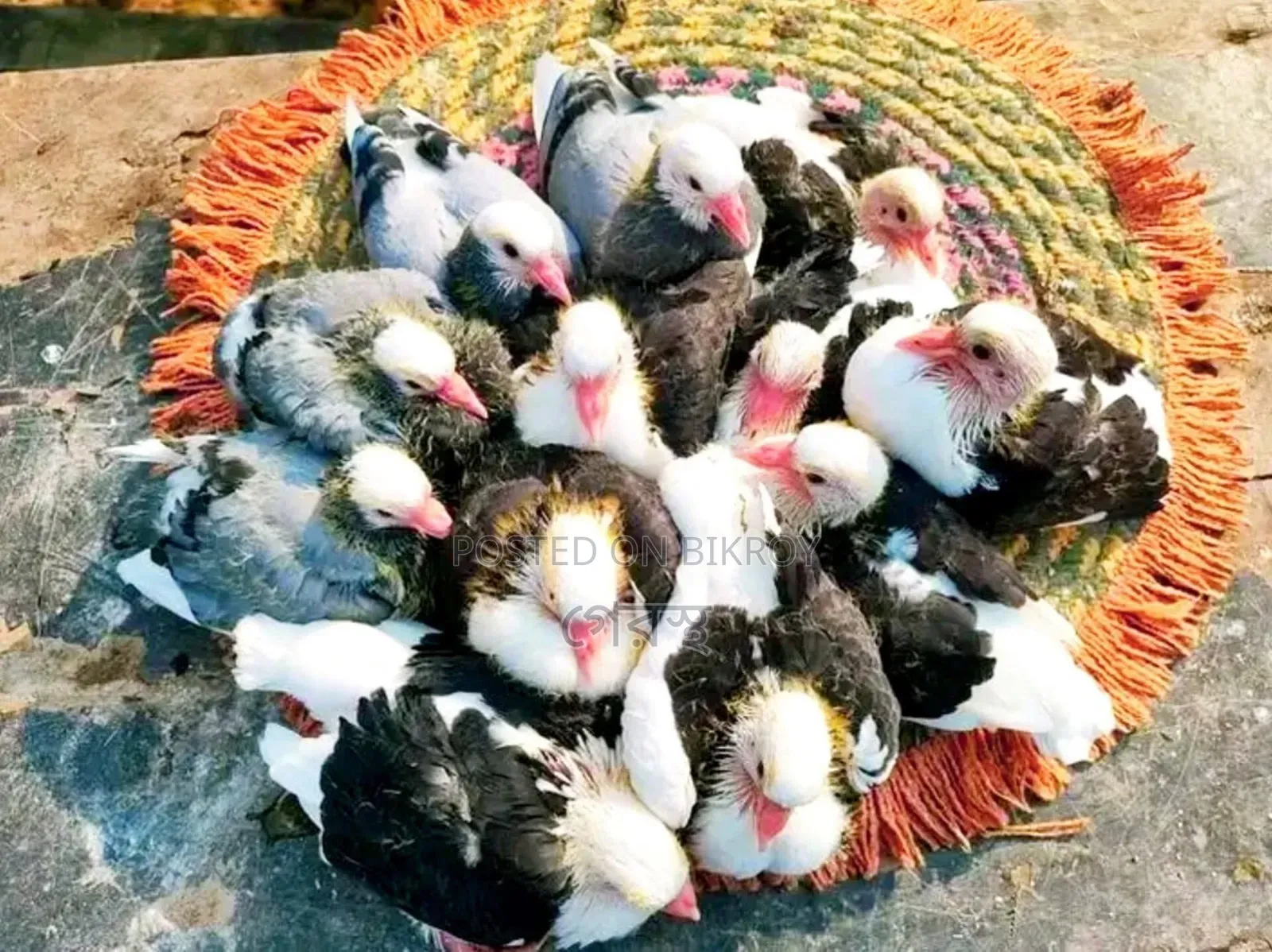 Masha'Allah Sale Post: Native Pigeon Chicks at the Lowest Price