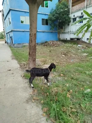 খাশি ছাগল বিক্রি করা হবে