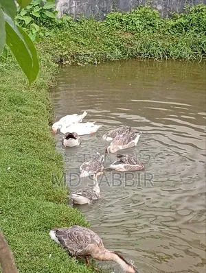 সখের বসে পালন বাচ্চা নিয়েছিলাম ৬০০ টাকা পিস এখন বয়স প্রায় ৪ মাস