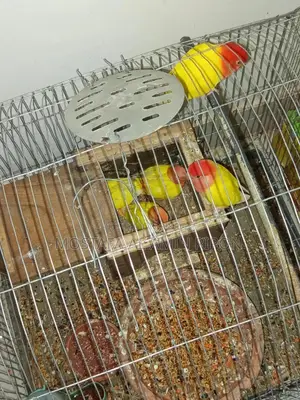 Love Bird (1 pair) (Male and Female)