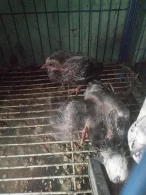 Pigeon chicks for sale
