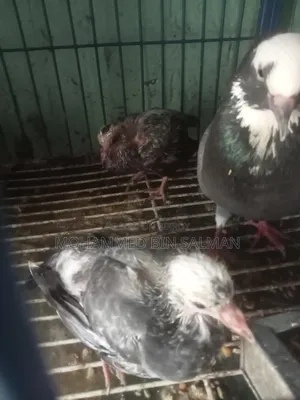 Pigeon chicks for sale
