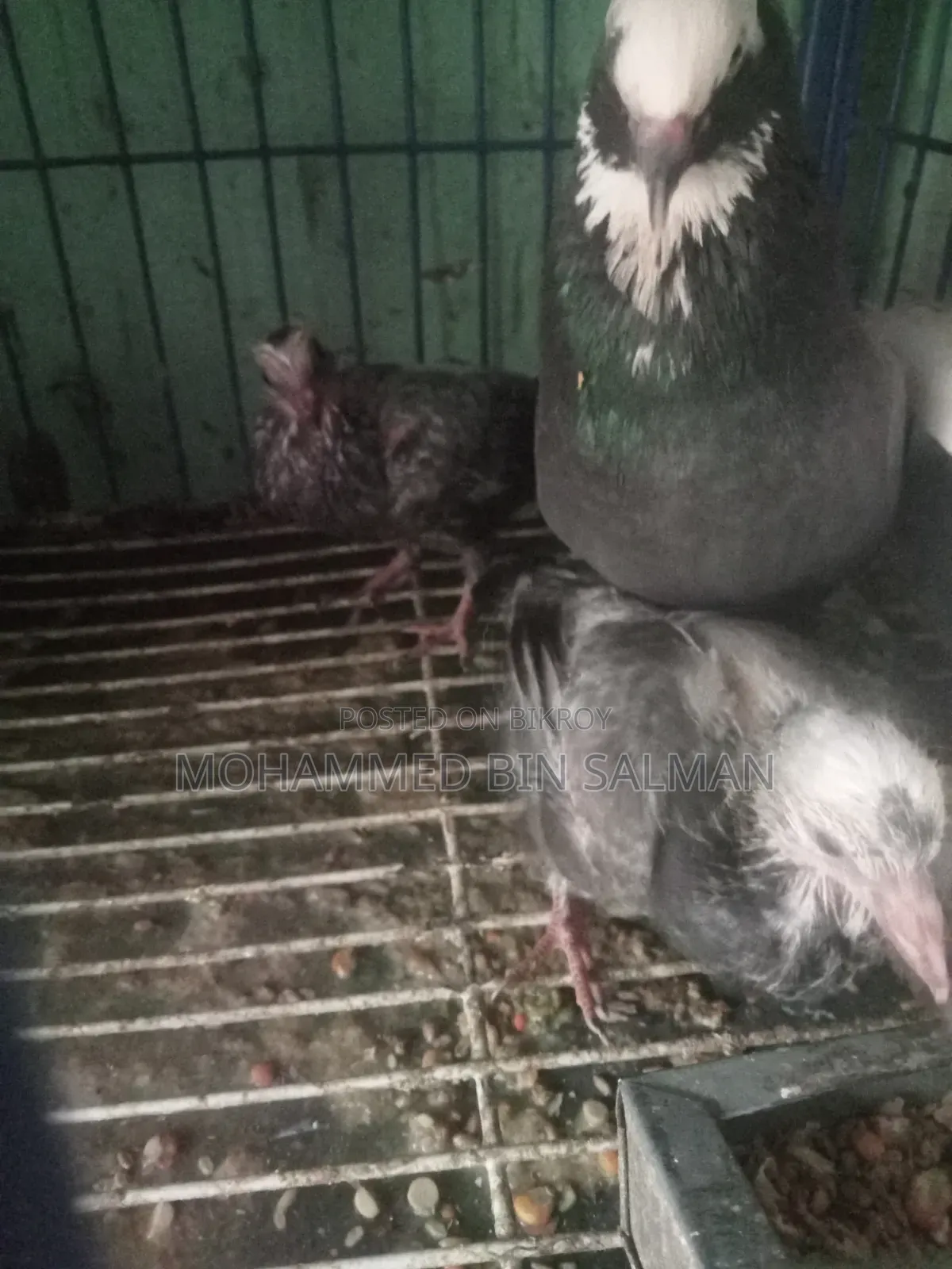 Pigeon chicks for sale