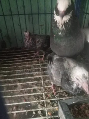 Pigeon chicks for sale