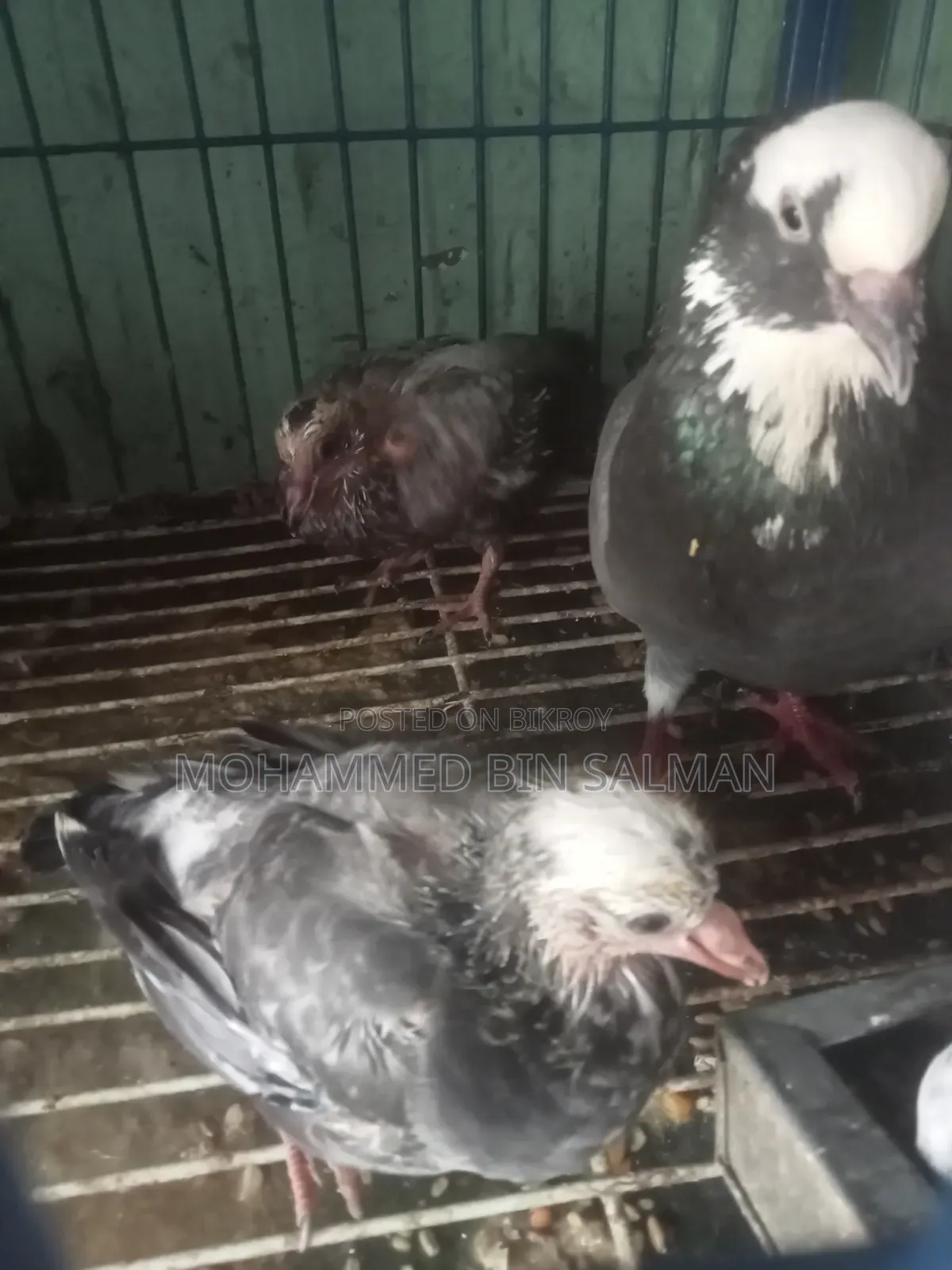 Pigeon chicks for sale