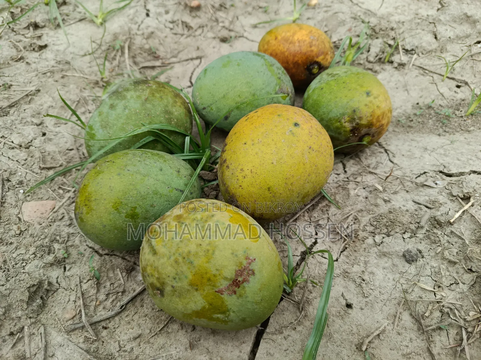 Chemical-free Himsagar Mango