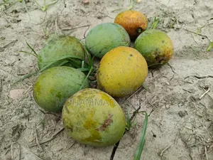 Chemical-free Himsagar Mango