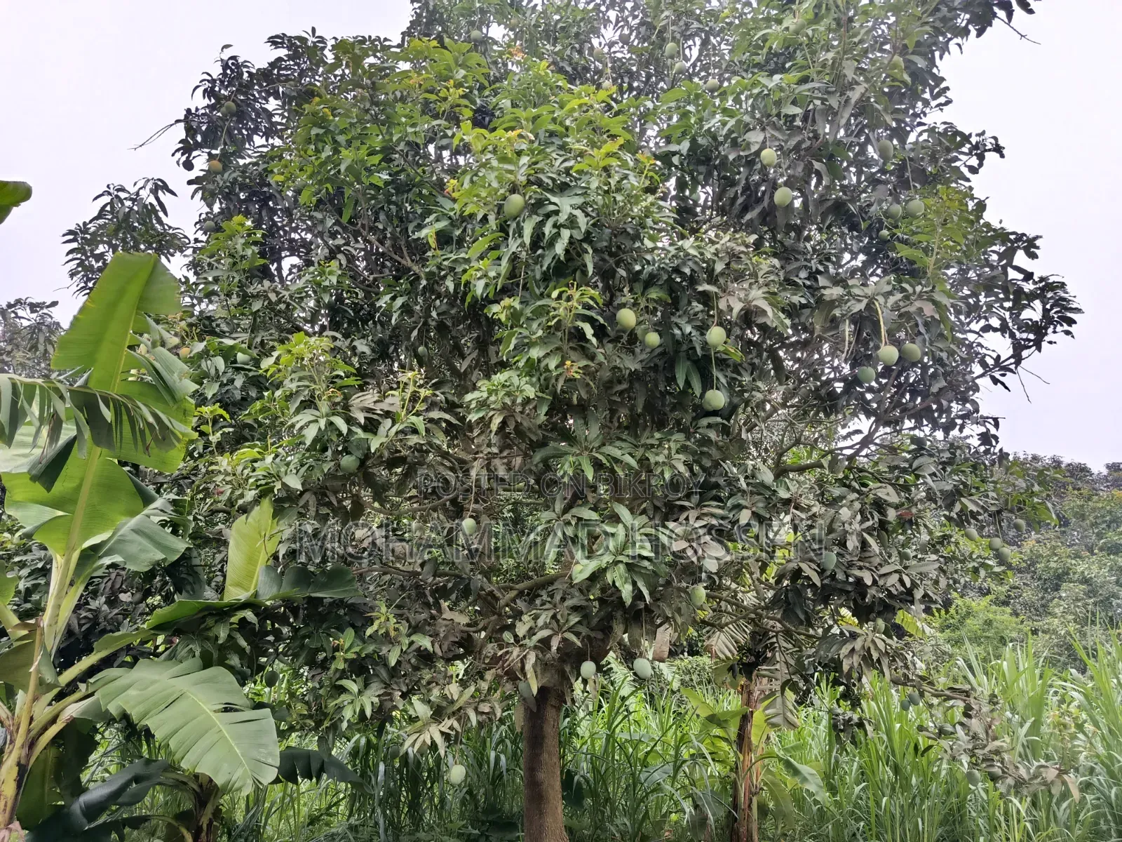 Chemical-free Himsagar Mango