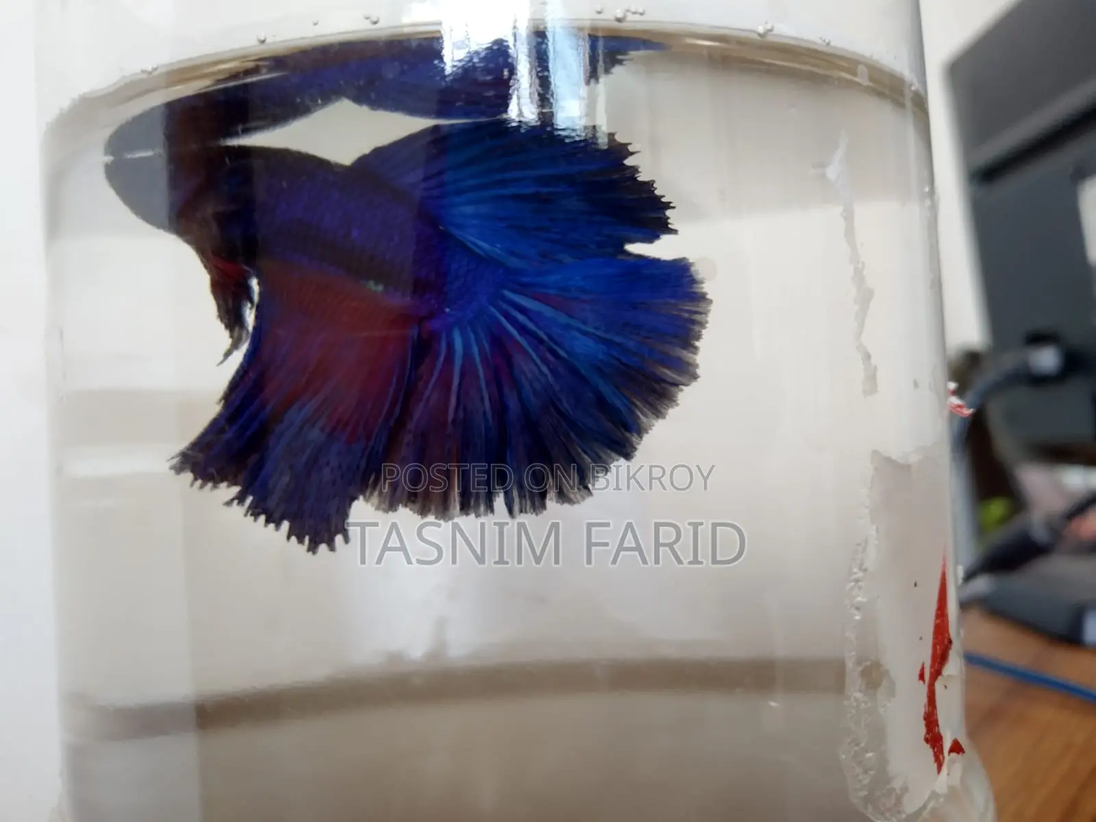 Blue Male Betta Fish Available