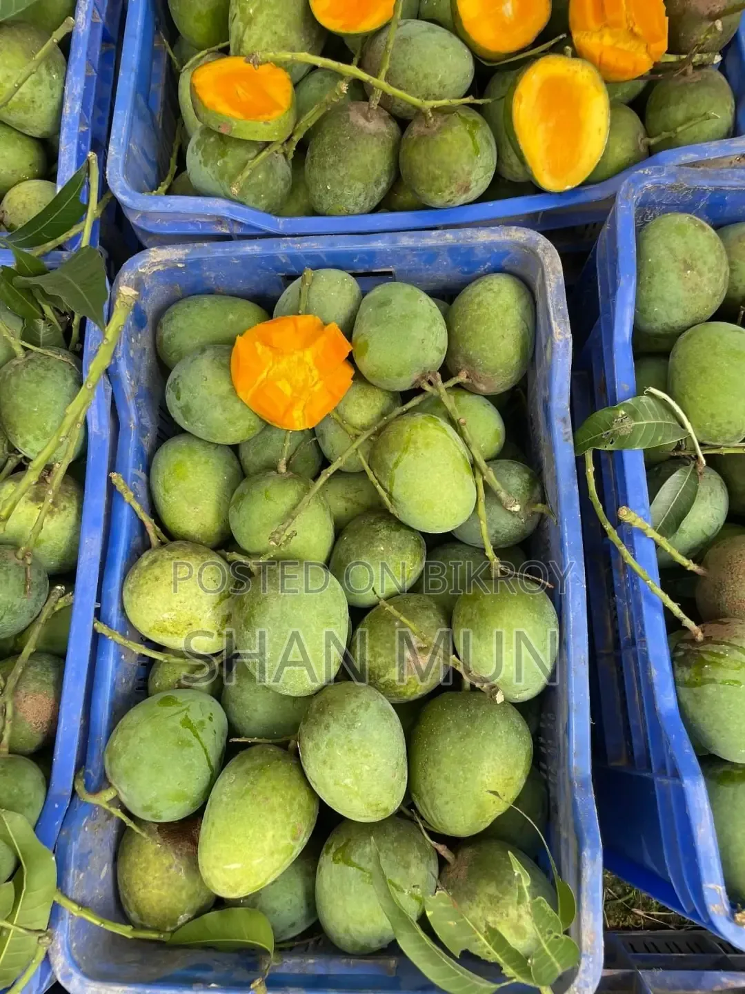 Rajshahi Formalin-free Himsagar Mango.