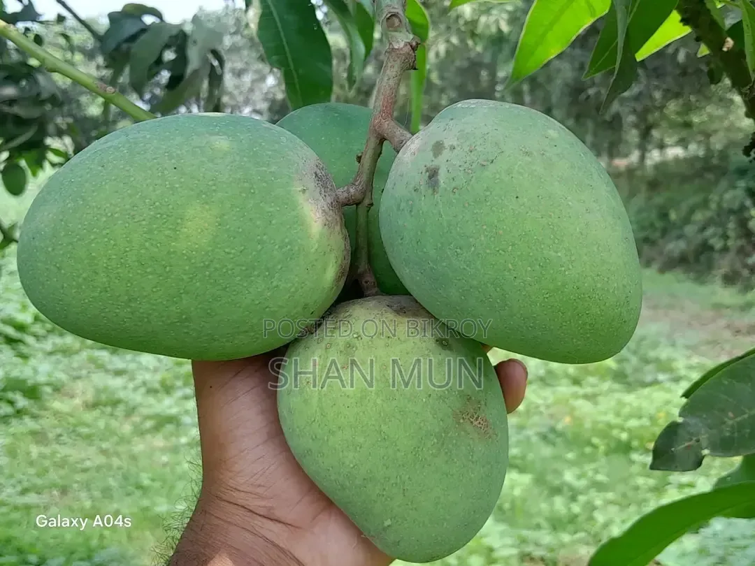 Rajshahi Formalin-free Himsagar Mango.