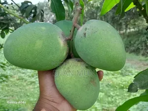 Rajshahi Formalin-free Himsagar Mango.