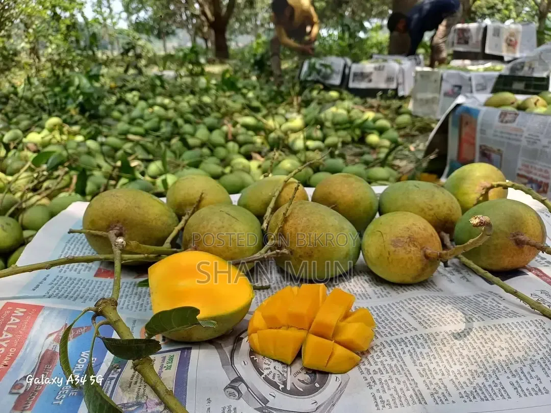 Rajshahi Formalin-free Himsagar Mango.