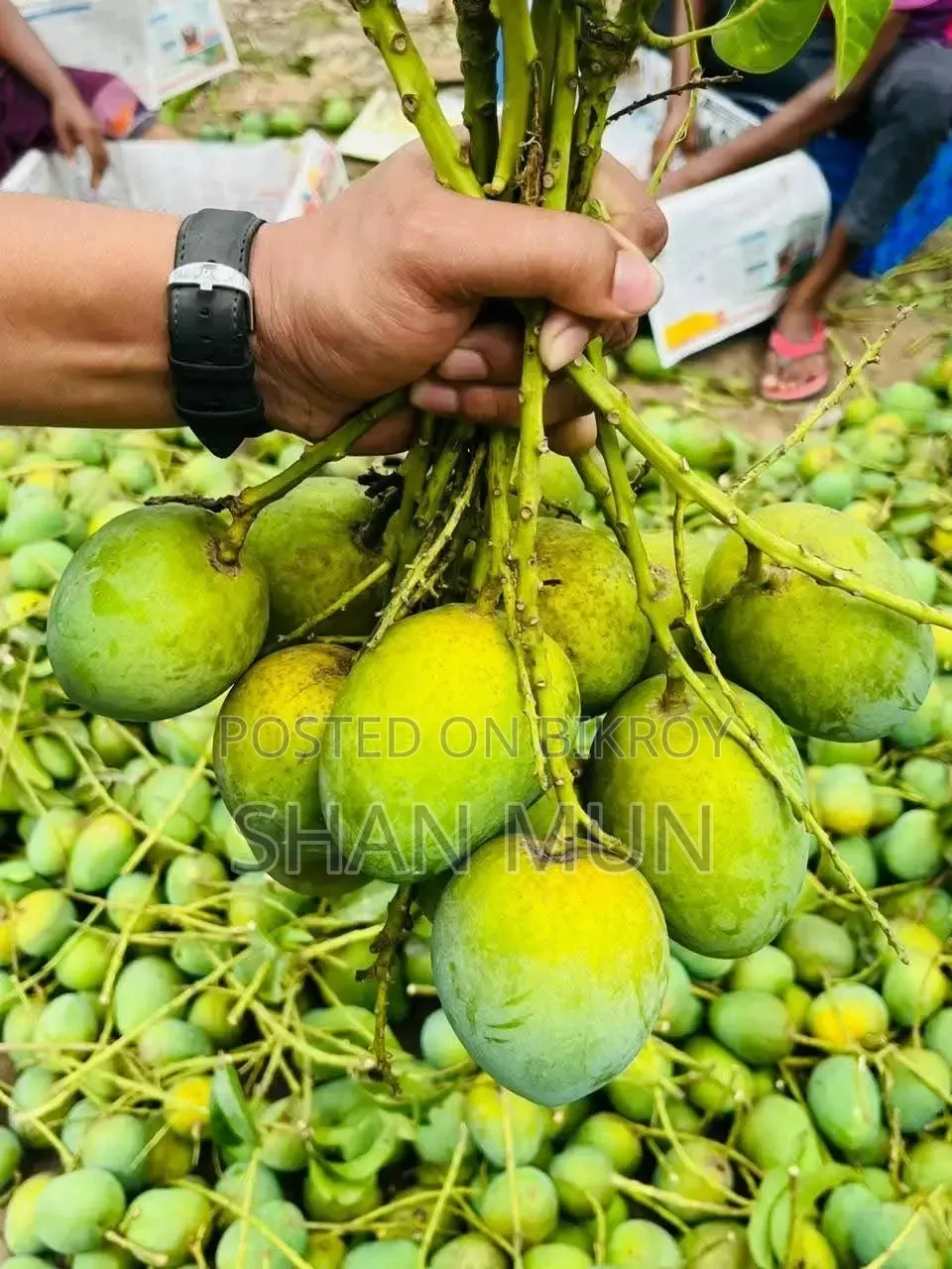 Rajshahi Formalin-free Himsagar Mango.