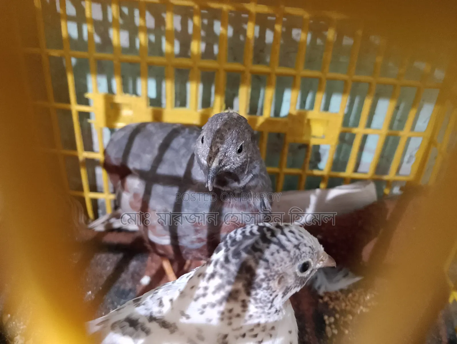 A pair of running King Quail for sale (Urgent)