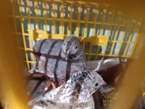 A pair of running King Quail for sale (Urgent)