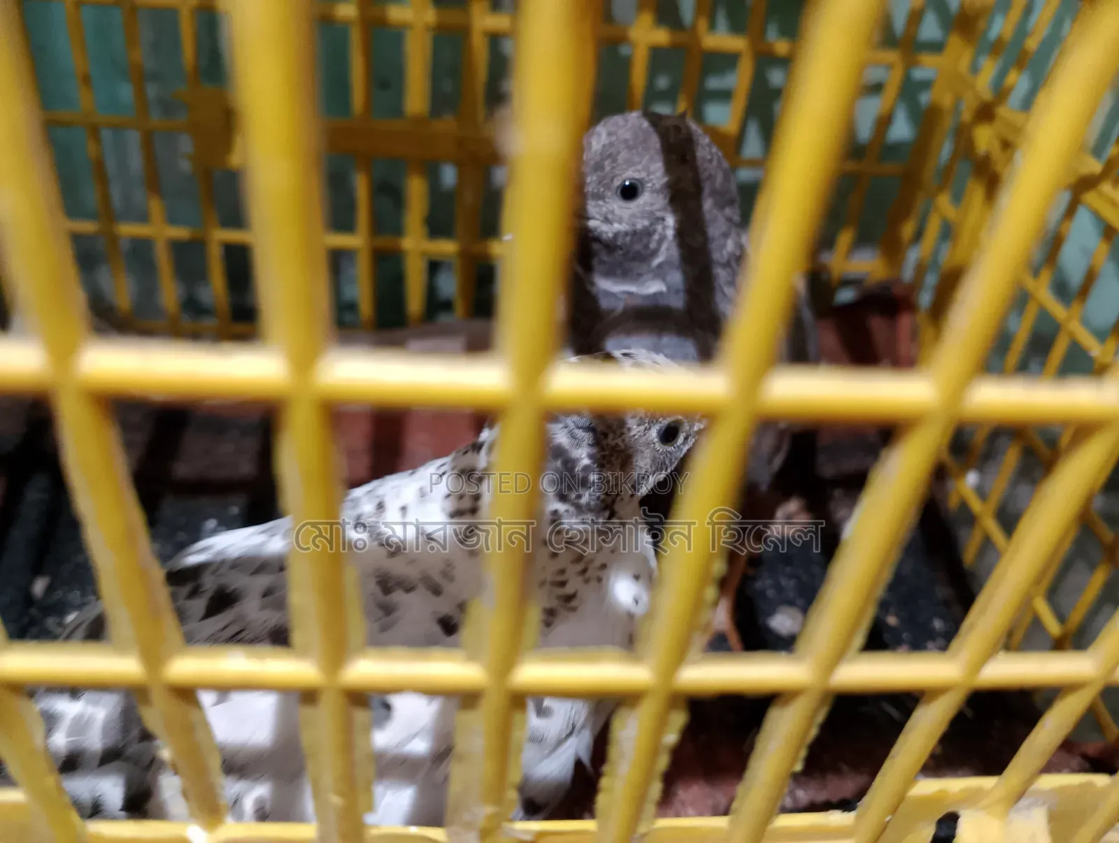 A pair of running King Quail for sale (Urgent)