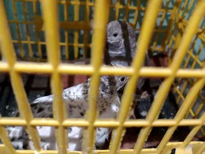 A pair of running King Quail for sale (Urgent)