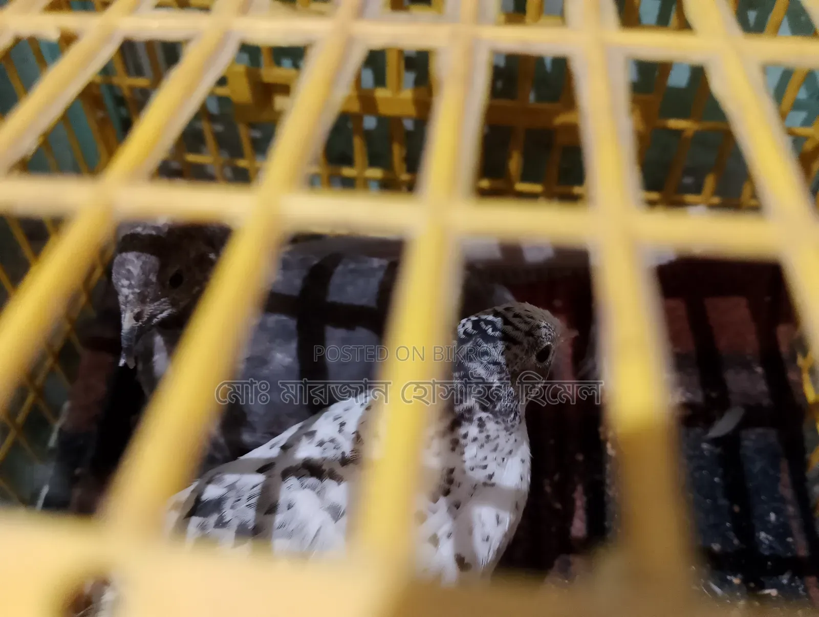 A pair of running King Quail for sale (Urgent)