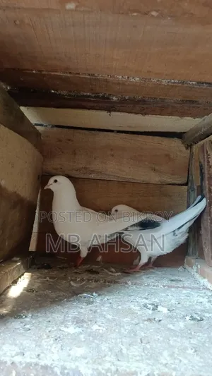 Running Kaldom Pigeon