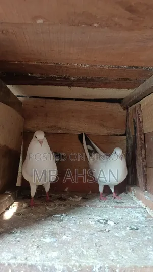 Running Kaldom Pigeon