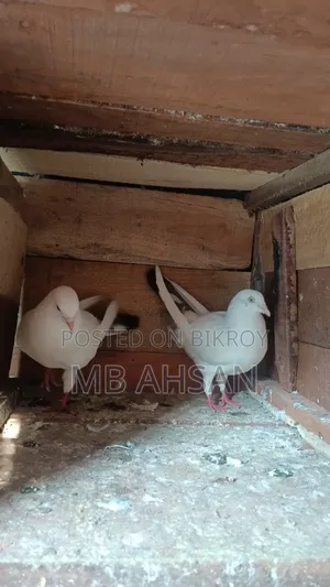 Running Kaldom Pigeon