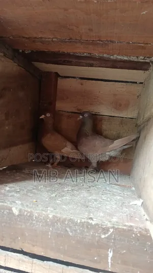 One pair of running fancy pigeons