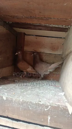 One pair of running fancy pigeons