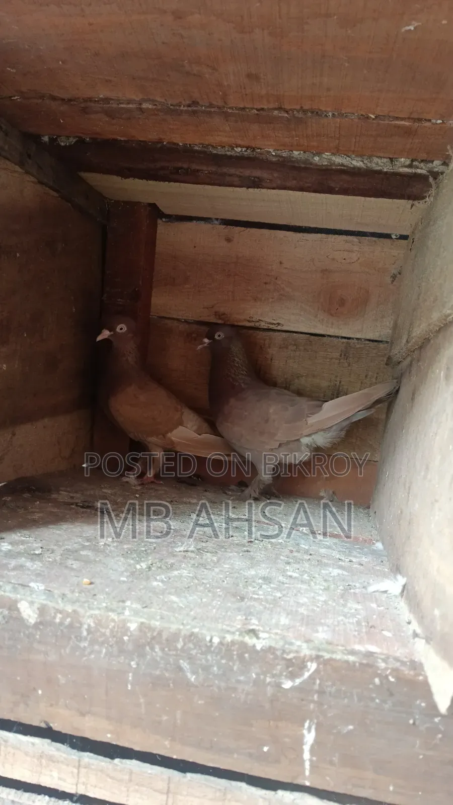 One pair of running fancy pigeons