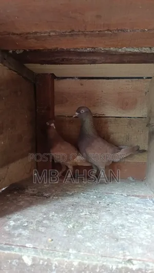 One pair of running fancy pigeons