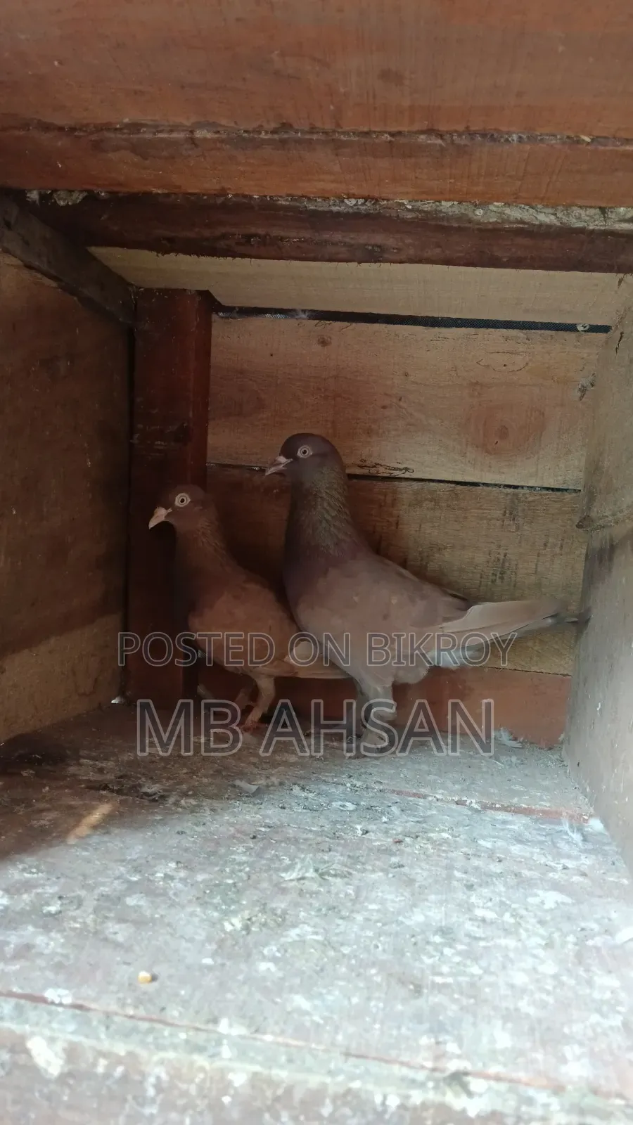 One pair of running fancy pigeons