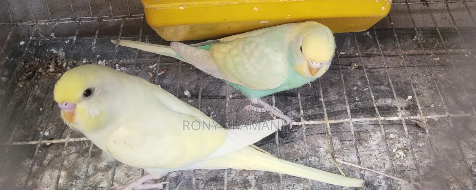 Rainbow Crimino Budgerigar