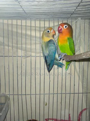Lovebird Birds