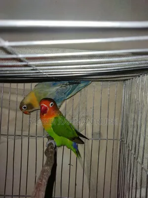 Lovebird Birds
