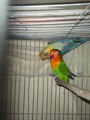 Lovebird Birds