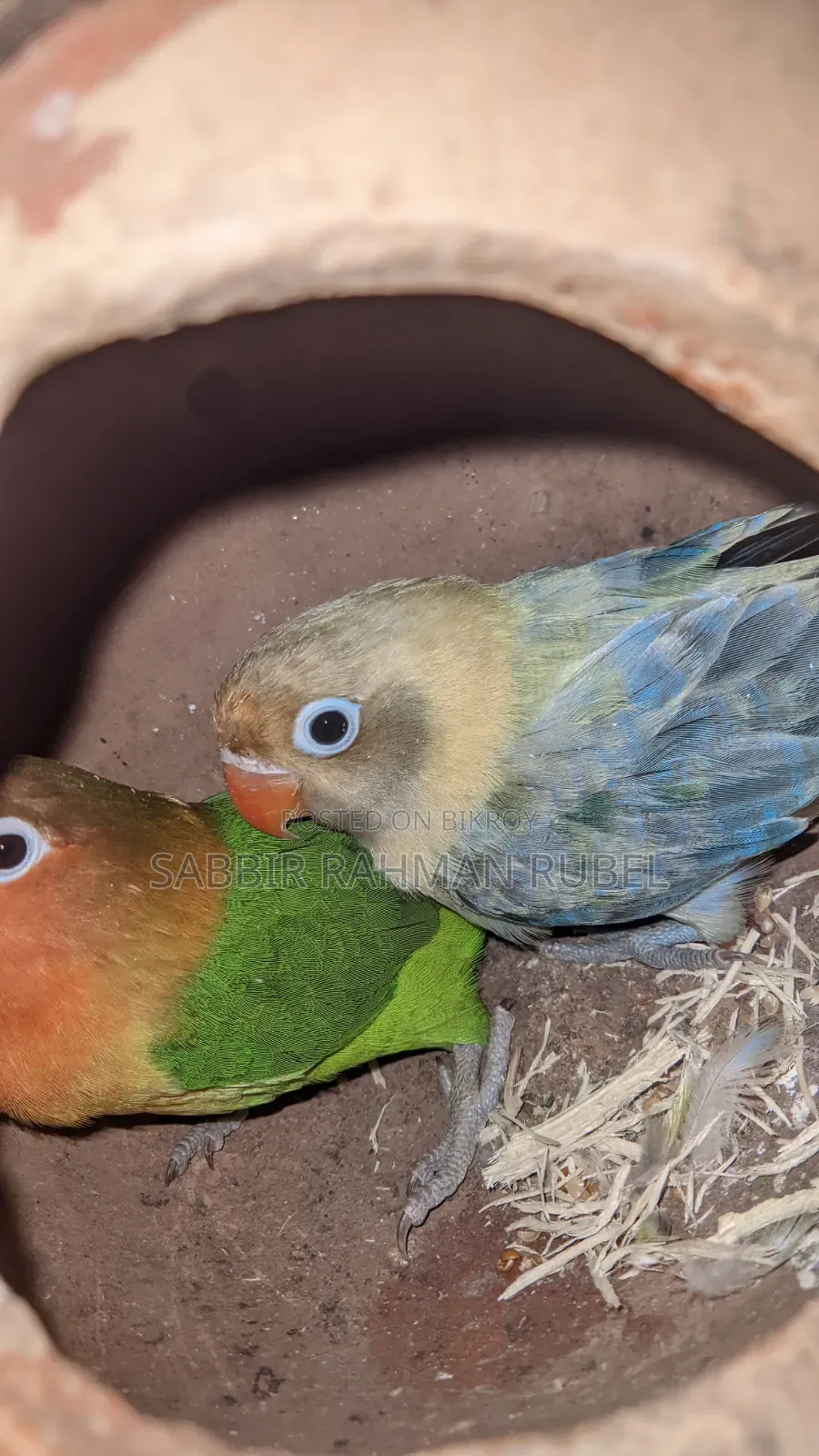 Lovebird Birds