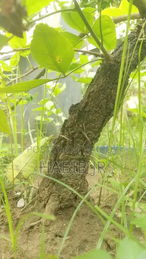 বেল গাছের বনসাই