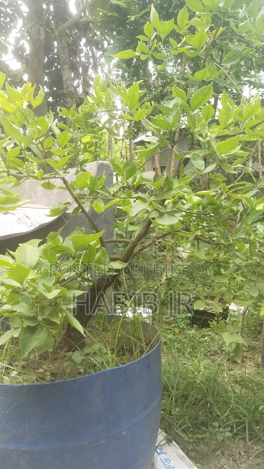 বেল গাছের বনসাই