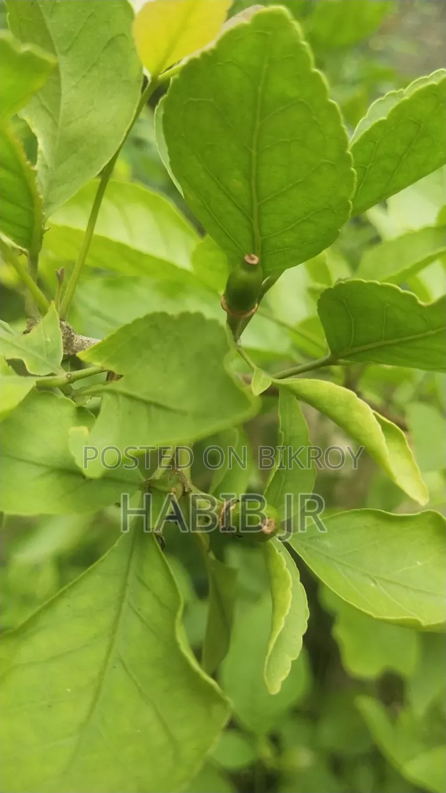 বেল গাছের বনসাই