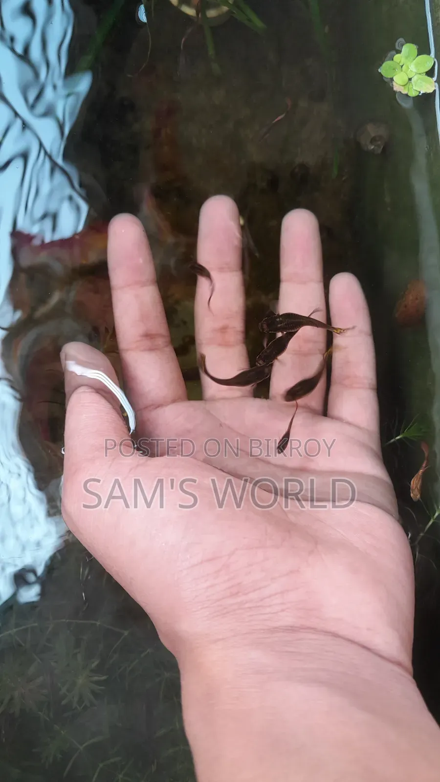 Guppy Fish