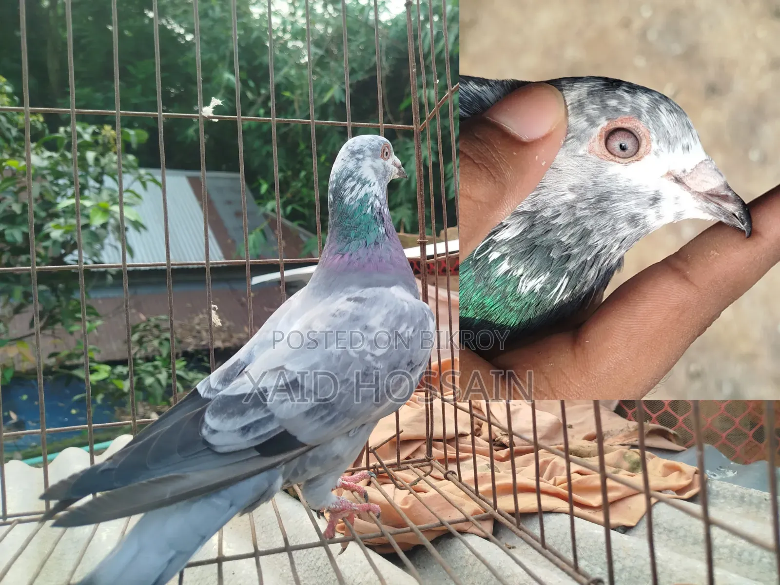 Giribaz Pigeon