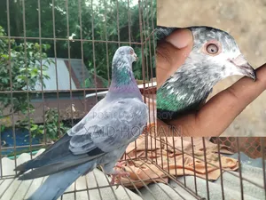 Giribaz Pigeon