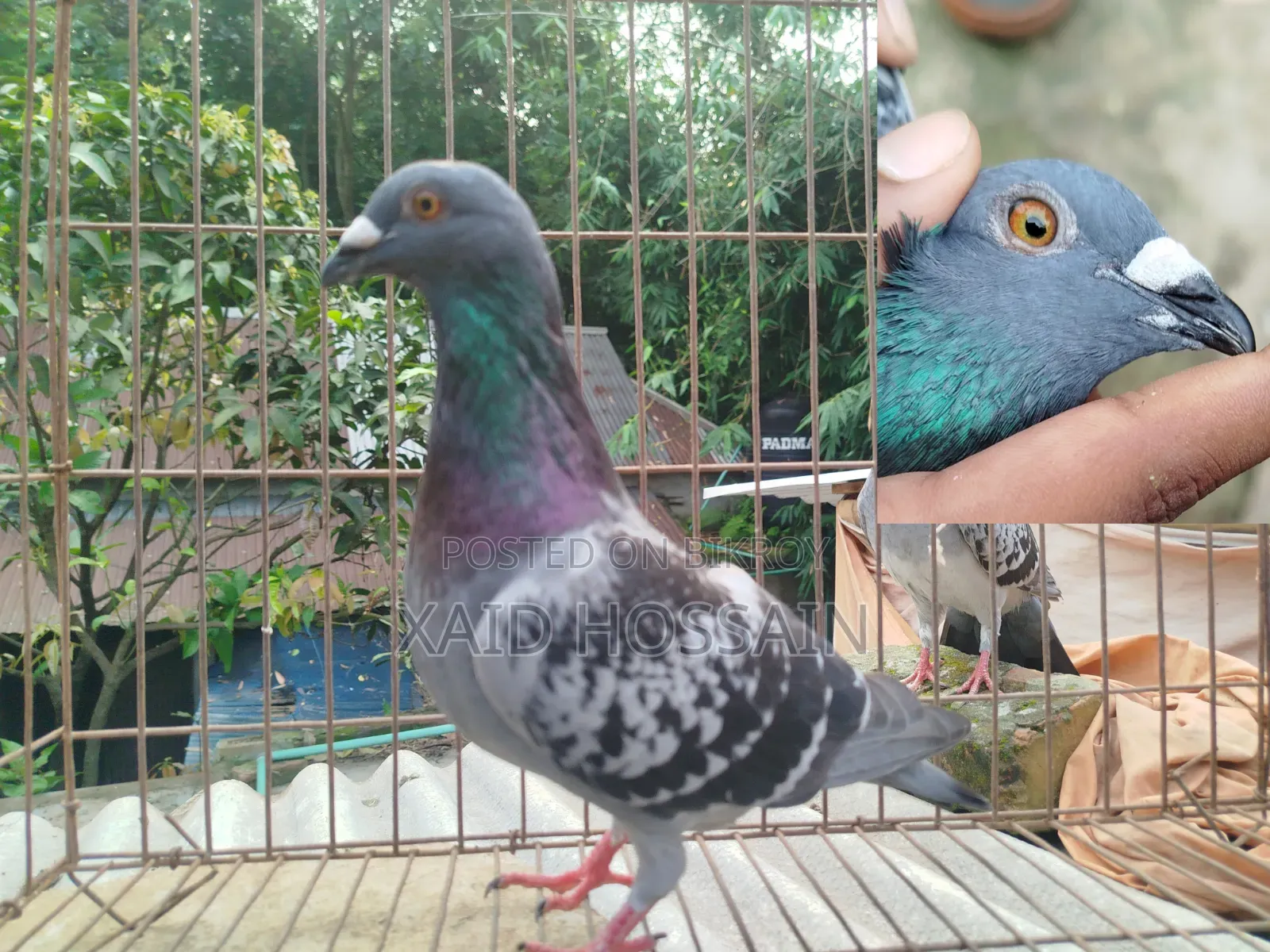 Giribaz Pigeon