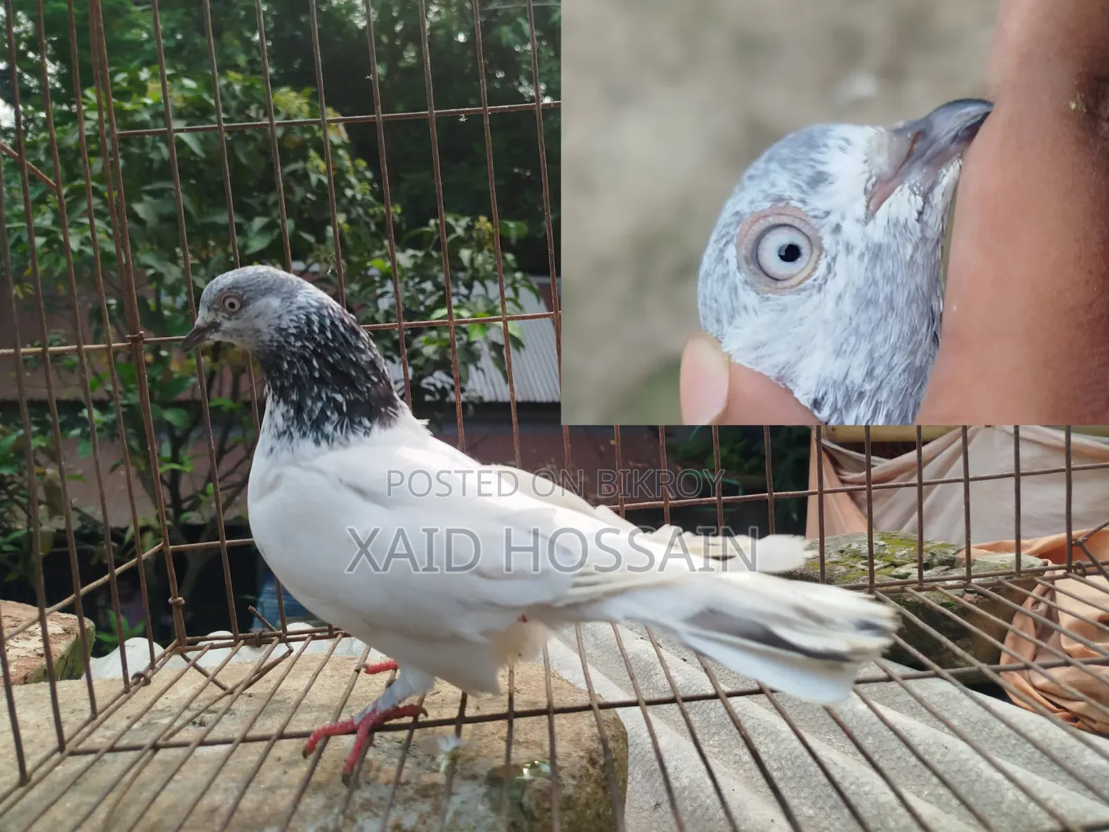 Giribaz Pigeon