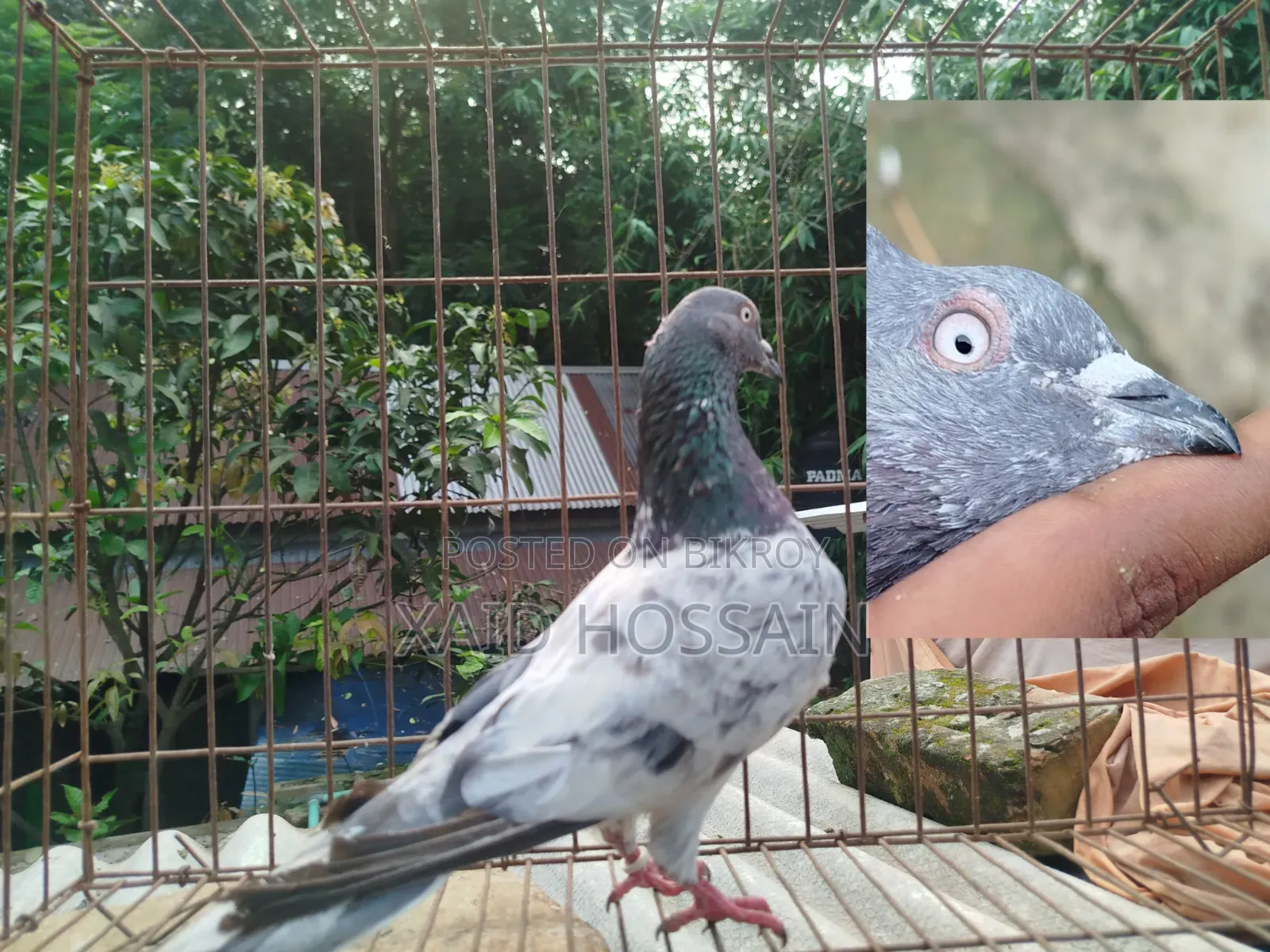 Giribaz Pigeon