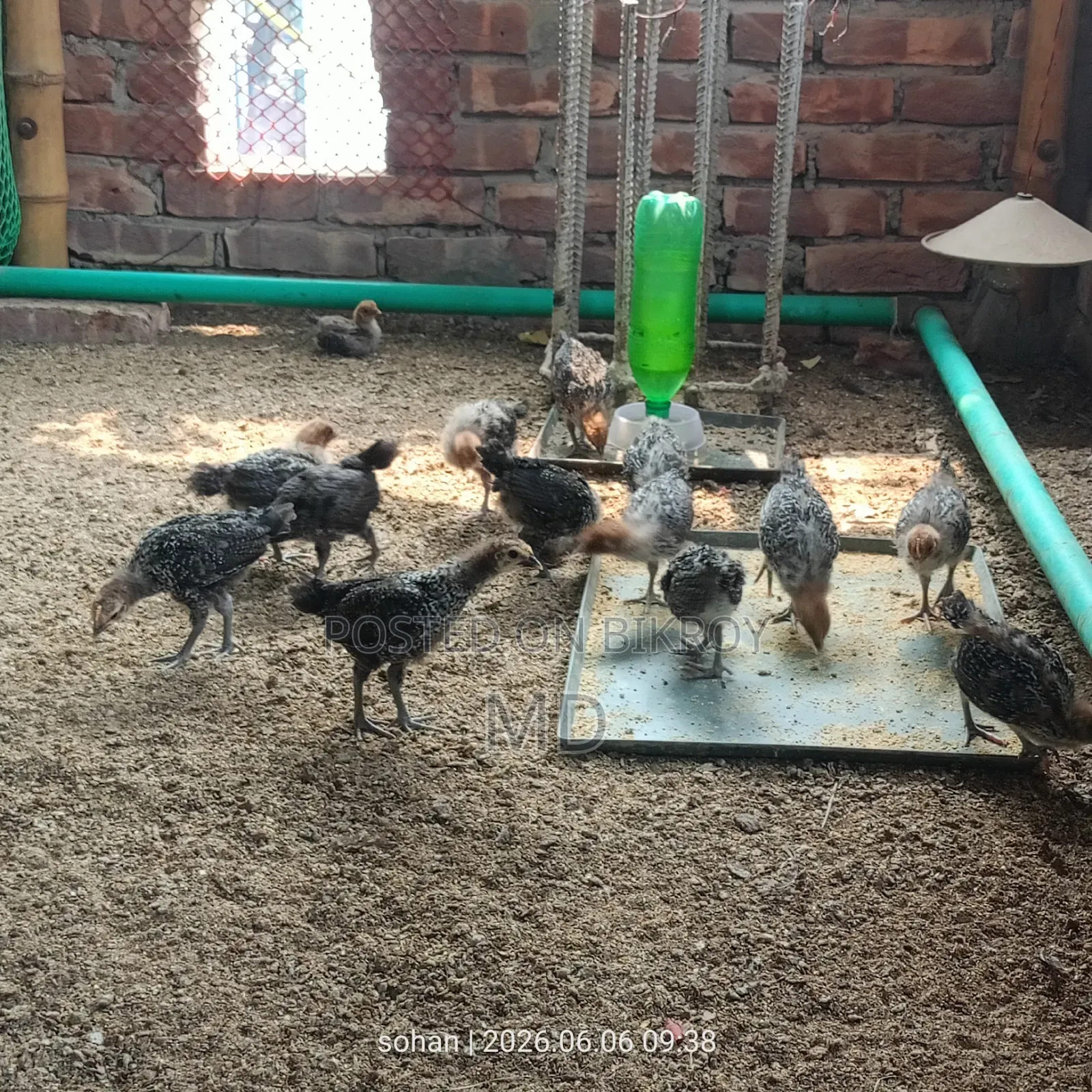 Fayoumi chicken chicks