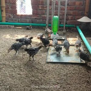 Fayoumi chicken chicks