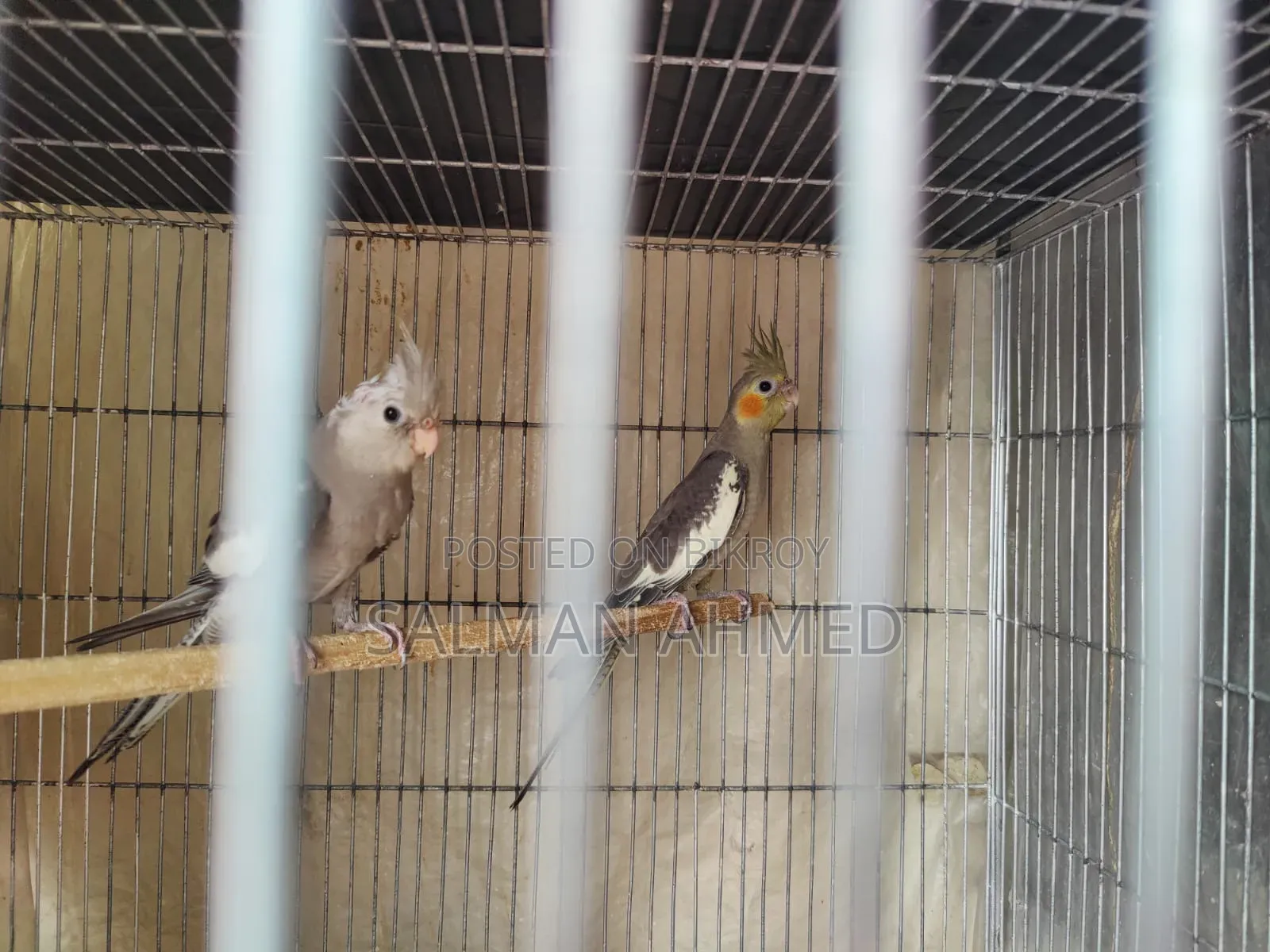 Cockatiel Bird